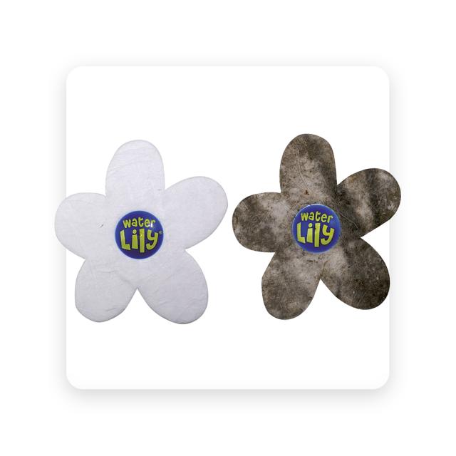 Water Lilly (6 stuks)