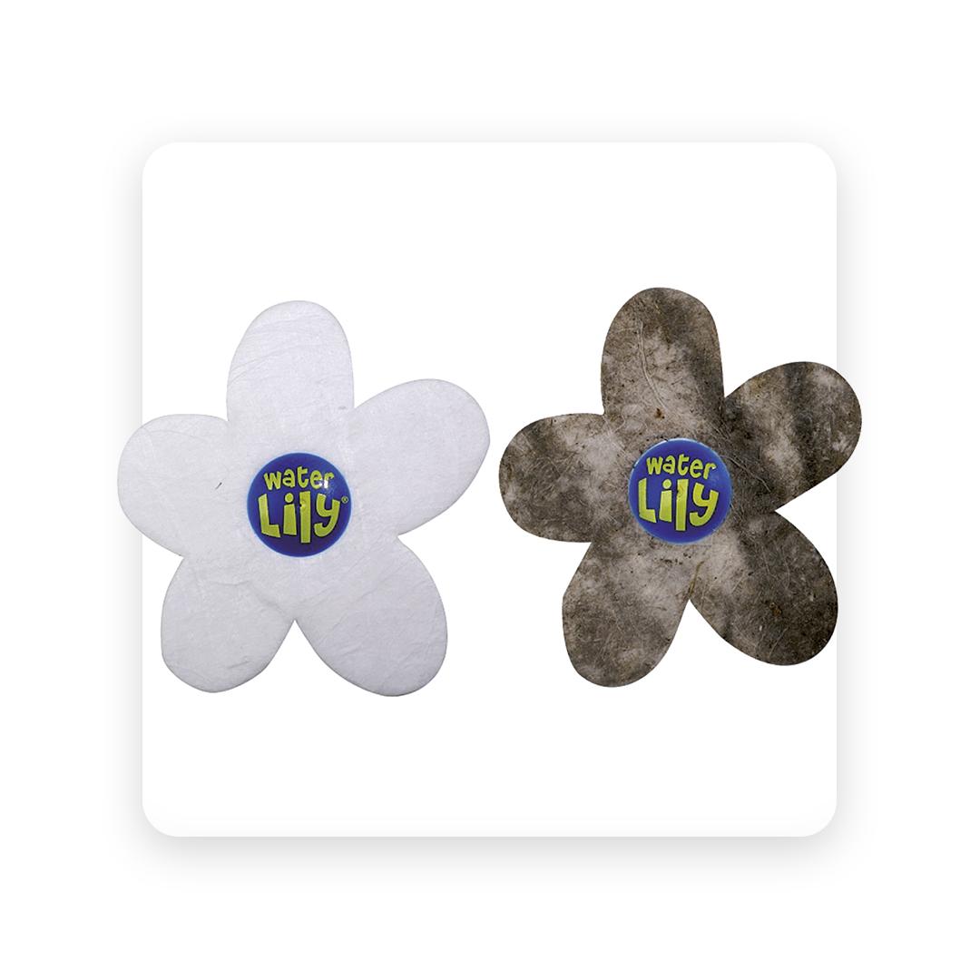 Water Lilly (6 stuks)